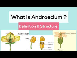 Image result for Andropterum