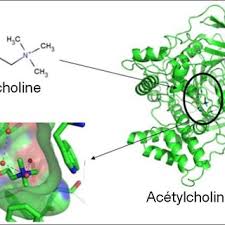 Laëtitia BUREL-EBEL