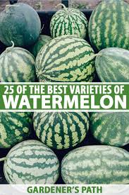 This type of watermelon is usually referred to as an 'icebox watermelon' because you can keep them in the icebox and is you should fertilize watermelon plants three times during their growing season. 25 Of The Best Watermelon Varieties Gardener S Path