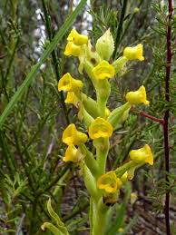 Image result for Corycium dracomontanum