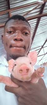 Why do we say "sweat like a pig"?