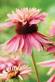 Echinacea Purpurea Doubledecker Plants Beautiful Flowers Echinacea Purpurea