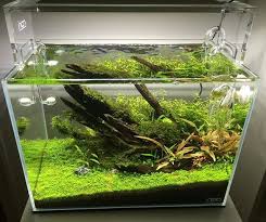 Instagram Photo By Ludvig Nilsson Jul 31 2016 At 5 31pm Utc Nature Aquarium Aquascape Planted Aquarium