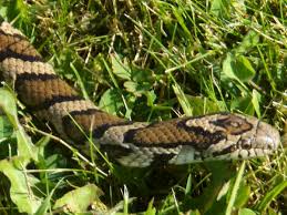 See full list on virginiaherpetologicalsociety.com West Virginia Snakes Pictures And Identification Help
