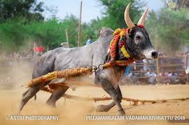 jallikattu hd image a photo on flickriver jallikattu hd image a photo on flickriver