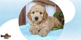 Buckeye puppies & lancaster raebabies and annebrownpuppy puppy mill millersburg ohio. Puppies For Sale Get Yours Today Buckeye Puppies