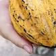 Costa Rican Cacao Workshop: Jungle Chocolate Journ... event in Puntarenas Province