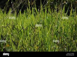 Image result for Eragrostis humidicola