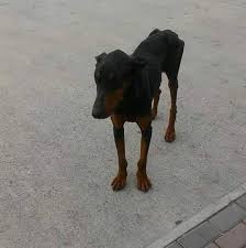 giresun gorele erkek doberman sahipsizse sen sahiplen facebook