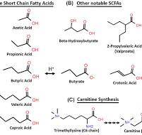 Short-Chain Fatty Acid - an overview | ScienceDirect Topics
