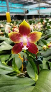 phal tying shin fly eagle 160 飛鷹 160 plants hot