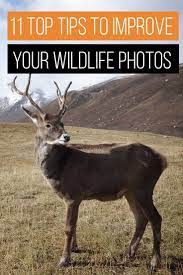 Want To Shoot Better Nature Photos Read On As Will Nicholls A Professional Wildlife Ph Wildlife Photography Tips Nature Photography Tips Wildlife Photography