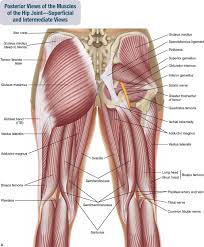 Muscles of the back and hip. 10 Muscles Of The Pelvis And Thigh Musculoskeletal Key In 2020 Muscle Diagram Leg Muscles Anatomy Hip Muscles Anatomy