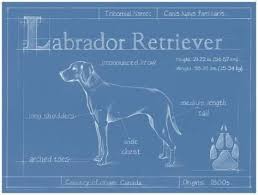 Art Print Blueprint Labrador Retriever By Ethan Harper 12x16in Labradorretriever Labrador Retriever Art Labrador Retriever Labrador Retriever Training
