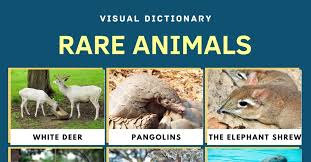 This animal is so rare that scientific researchers only have seen it four times in the wild until now i hope you loved this top 10 rarest animals in the world list. Rare Animals Top 11 Rarest Animals In The World With Amazing Facts 7esl