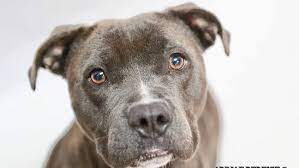 Maybe you would like to learn more about one of these? Free Adoptions Offered This Week At Metro Animal Shelter Wztv