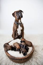 Browse thru thousands of dogs for adoption in iowa, usa area, listed by dog rescue organizations and individuals call for details. Boxer Mama Asks Am I A Good Mama Boxer Puppies Boxer Dogs Cute Dogs
