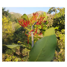 Image result for Loranthaceae