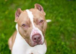Once the rack is able to come off, your dog's ears will still remained wrapped in cotton and tape. Why Crop A Dog S Ears Vet Help Direct
