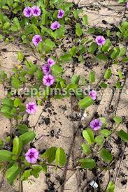 Image result for Ipomoea pes-caprae