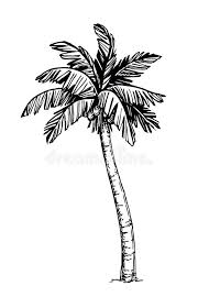 Coconut Palm Tree Hand Drawn Vector Illustration Of Coconut Palm Tree Isolated Sponsored Coconut Tree Drawing Hand Drawn Vector Illustrations Palm Tree Icon