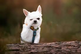 Image result for Recreation Pets Dogs Humor