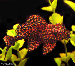 Glyptoperichthys gibbiceps, zoo zlín, czech republic. Premium Marbled Sailfin Pleco