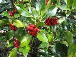 Image result for Ilex