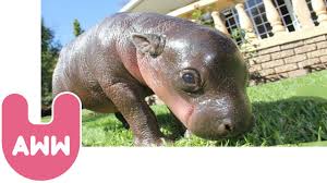 A baby pygmy hippopotamus takes a bath in an enclosure at tokyo's ueno zoo on july 24, 2011. Harry The Baby Pygmy Hippo Youtube