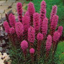 Liatris Spicata Kobold Liatris Perennials Monarch Butterfly Garden