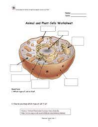 Check spelling or type a new query. Animal And Plant Cells Worksheet Answer Key Fill Online Printable Fillable Blank Pdffiller