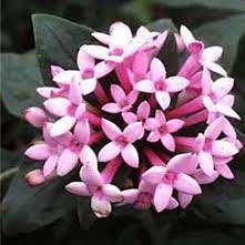 Wholesale Bouvardia Guide Wedding Flower Guides Uk Triangle Nursery