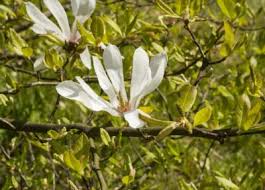 Maybe you would like to learn more about one of these? Can Magnolia Trees Grow In Zone 5 Best Magnolia Trees For Zone 5 Gardens