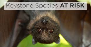 The right to free speech is the keystone of all american rights. Island Conservation Protecting Flying Foxes Keystone Species Island Conservation