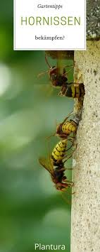 wie gefahrlich sind hornissen wirklich plantura hornissen hornissenstich gartentipps