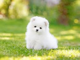 Looking for a good deal on teacup puppies? What You Need To Know About Teacup Dogs