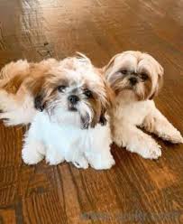 Shih tzu puppies mi, clio, michigan. For Adoption Shih Tzu Puppy Available For Adoption Quikr