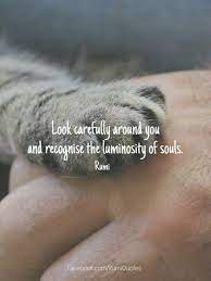 Sign In Rumi Love Quotes Rumi Quotes Rumi
