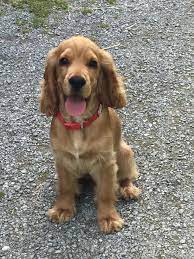 Ccker spaniel cartoon collection cartoon dogs line drawings dogs smiling character cartoon dog set cartoon purebred dogs spaniel set german shepherd doberman puppy border collie agility. Cocker Spaniel English Giotto 4 Months Cocker Dog Golden Retriever Dogs Golden Retriever