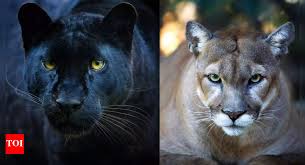 Image result for Panther Black 2002 Puma