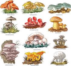 Visualizza altre idee su funghi, funghi selvatici, funghi ripieni. Funghi Tutto L Anno La Stagionalita Mese Per Mese Greenme