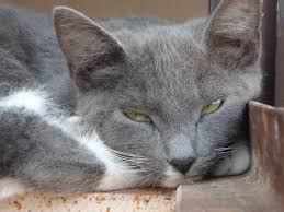But unlike you, your cat doesn't have the choice to escape the environment to get fresher air, says shera dickie, dvm, of st. Fda Warns Of Dangers To Pets From Secondhand And Thirdhand Smoke Face Foundation Blog