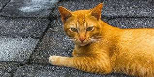 These monikers are the cat's meow. Orange Cat Names 150 Colorful Ideas Find Cat Names