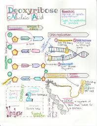 Product Preview Biology Classroom Biology Lessons Biology Notes
