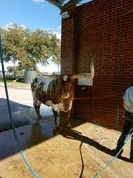 Longhorn Getting A Car Wash Shower In Texas Horses Car Wash Longhorn