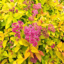 Image result for spirea japonica gold princess