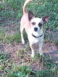 We did not find results for: Hagerstown Md Chihuahua Meet Lil Bit A Pet For Adoption Pets Chihuahua Pet Adoption