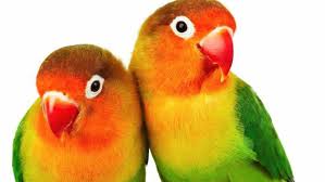 Open today until 8:00 pm. Kl Aquatic Pet Shop Home Facebook