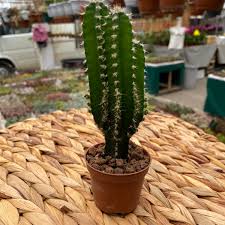I live in florida and my cereus peruvianus is about 25 feet tall. Cereus Peruvianus Florida Kaktus