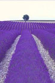 Pin By Glenda Sartor On Lovely Lavender Lavender Fields Lavender Fields Provence Lavender